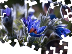 Flowers, pasque, blur, Blue