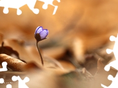 Colourfull Flowers, Hepatica, blue