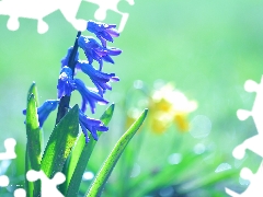 Colourfull Flowers, hyacinth, blue