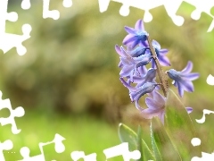 Colourfull Flowers, hyacinth, blue