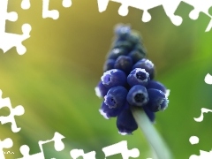 Colourfull Flowers, Muscari, blue