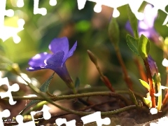 Colourfull Flowers, myrtle, blue