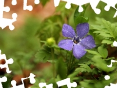 Colourfull Flowers, myrtle, blue