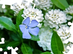 Colourfull Flowers, myrtle, blue