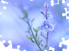 Colourfull Flowers, speedwell, blue