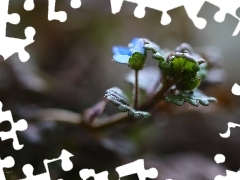 Colourfull Flowers, speedwell, blue