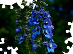 Flowers, garden, Blue, larkspur