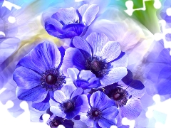 Flowers, Anemones, graphics, Blue