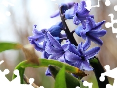 hyacinth, blue