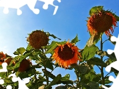 Sky, Nice sunflowers, blue