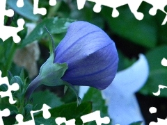 bud, Platycodon grandiflorus, blue