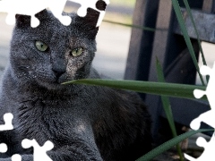 cat, Russian Blue