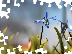 Colourfull Flowers, Siberian squill, blue