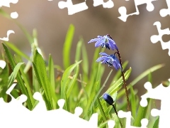 Flowers, Siberian squill, Blue