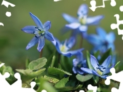 Flowers, Siberian squill, Blue