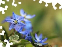 Flowers, Siberian squill, Blue