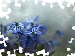 Flowers, Siberian squill, Blue