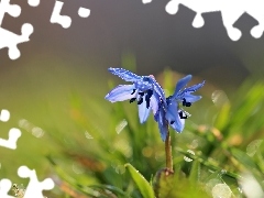 Flowers, Siberian squill, Blue