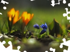 Flowers, Siberian squill, Blue