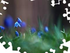 Flowers, Siberian squill, Blue