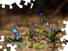 Flowers, Siberian squill, Blue