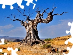 blue, Sky, trees, Baobab, dry