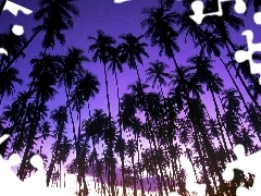 Blue, Sky, Palms, purple, high