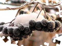 blueberries, Black, Icecream, snow, White frost, without