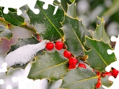 Red, twig, Leaf, Kalina, winter, blueberries, snow