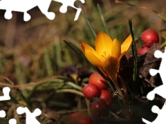 Red, Yellow, blueberries, Spring, Fruits, crocus