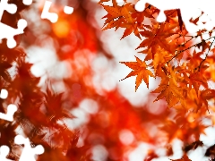 autumn, palmaceous, blur, maple