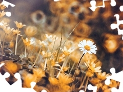 fig buttercup, daisies, blur