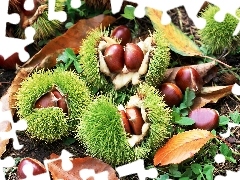 chestnuts, Leaf, blur, husks