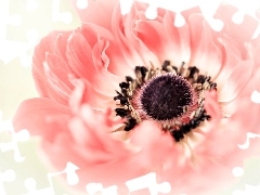 blur, anemone, Close