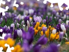 blur, color, crocuses