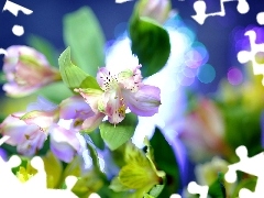 Flowers, Close, blur, Alstroemeria