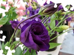 Garden, Eustoma, blur, Violet