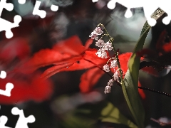 blur, Flowers, lilies