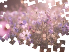 Meadow, Bokeh, blur, Cosmos