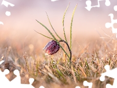 Colourfull Flowers, grass, blur, Fritillaria meleagris