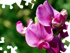 blur, Pink, orchid