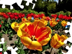 blur, Garden, Tulips