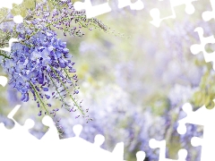 blur, wistaria, twig