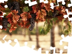 vineyard, Leaf, blur, grapes