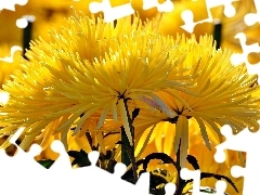 Yellow, Needle, blur, Chrysanthemums