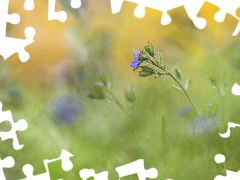 speedwell, Colourfull Flowers, blurry background, blue