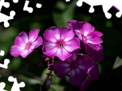 Colourfull Flowers, phlox, blurry background, Pink