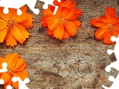 board, Orange, Flowers