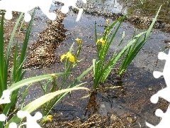 bog, flourishing, Irises