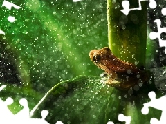 Bokeh, frog, leaf